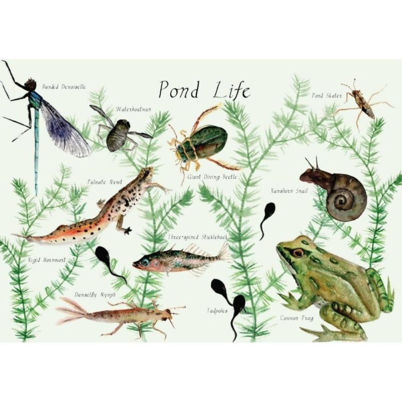 Waldorf Essentials | Magazine – Issue 9: Pond Life Waldorf Essentials Waldorf Essentials